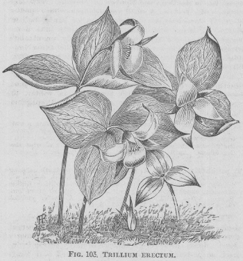 Trillium
