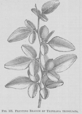 Triphasia