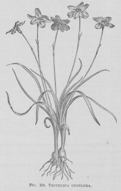 Triteleia