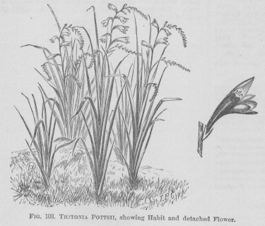 Tritonia