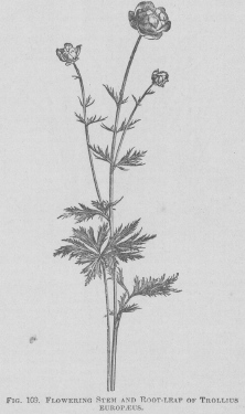 Trollius