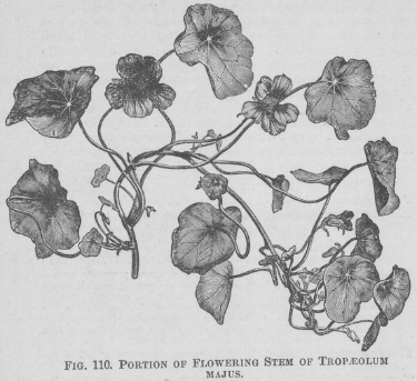 Tropaeolum