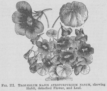 Tropaeolum