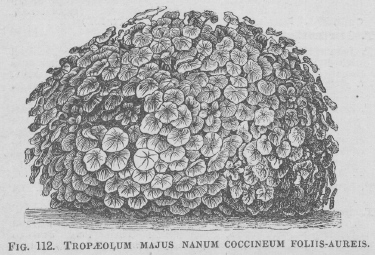 Tropaeolum