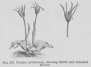 Tulipa