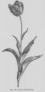 Tulipa