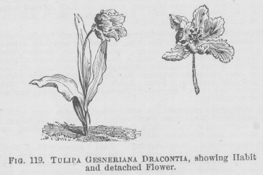 Tulipa
