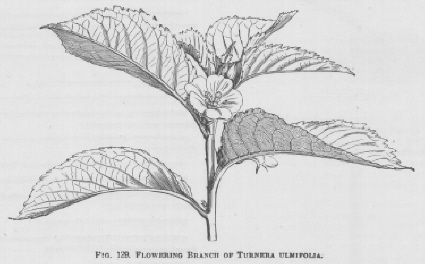 Turnera