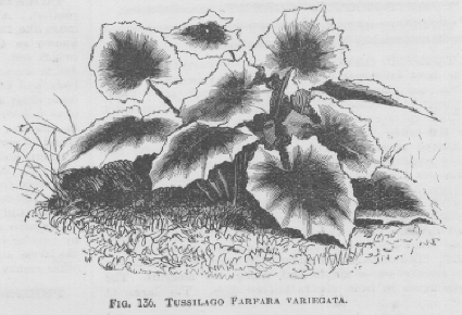 Tussilago