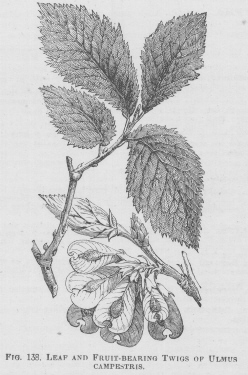 Ulmus