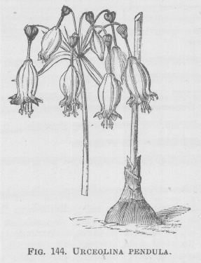 Urceolina