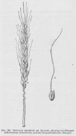 Ustilago
