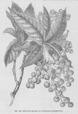 Vaccinium