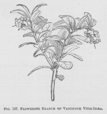 Vaccinium