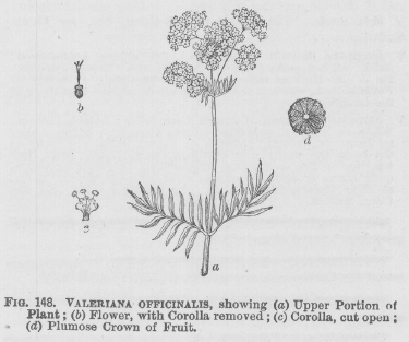 Valeriana