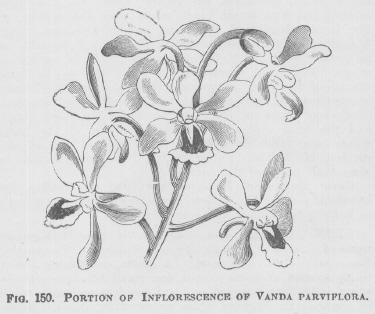 Vanda
