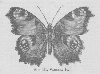 Vanessa