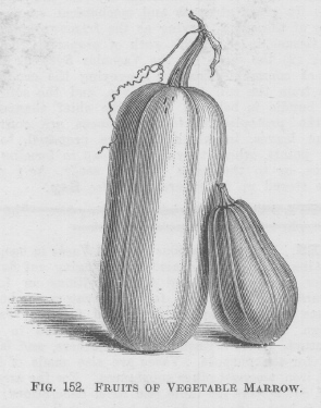 Vegetable Marrow