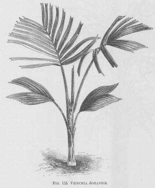 Veitchia