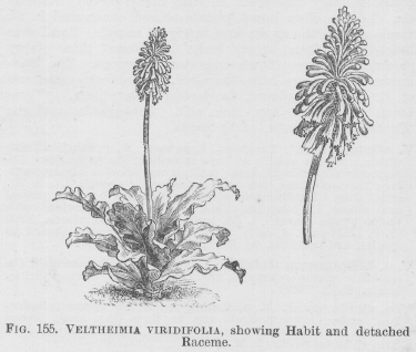 Veltheimia