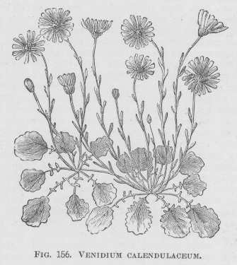 Venidium