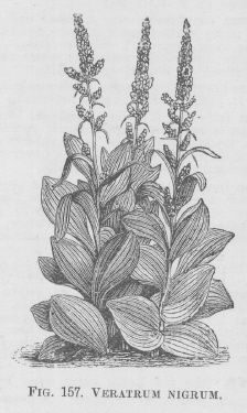 Veratrum