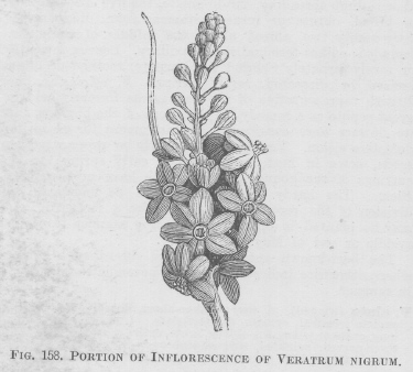 Veratrum