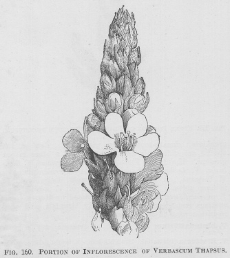 Verbascum