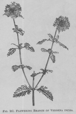 Verbena