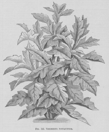 Verbesina