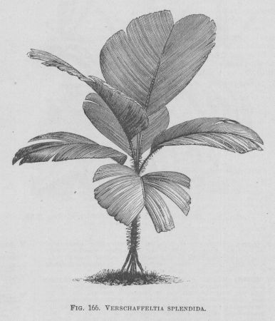 Verschaffeltia
