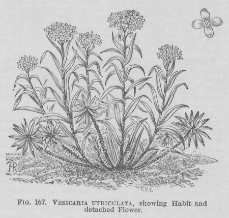 Vesicaria
