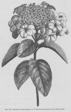 Viburnum