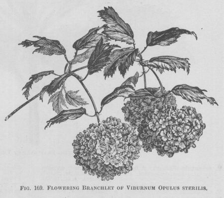 Viburnum