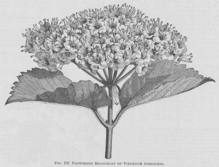 Viburnum