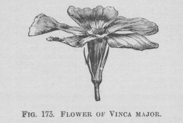 Vinca