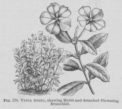 Vinca