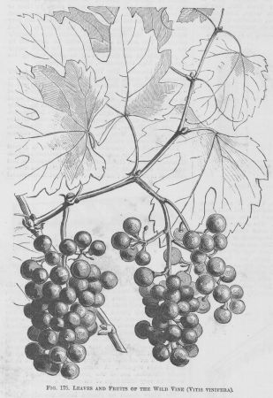 Vitis