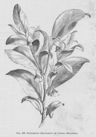 Vitex