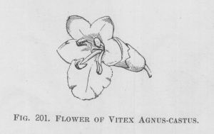 Vitex