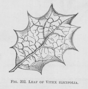 Vitex