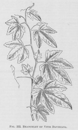 Vitis