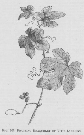 Vitis