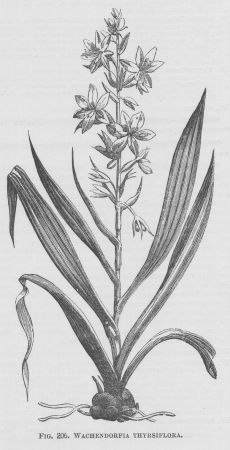 Wachendorfia