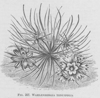 Wahlenbergia
