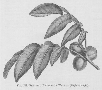 Walnut