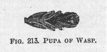 Pupa