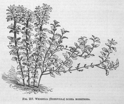Weigelia