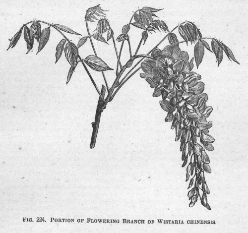 Wistaria