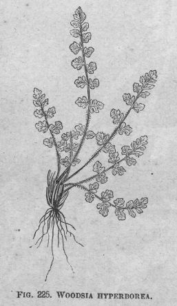 Woodsia